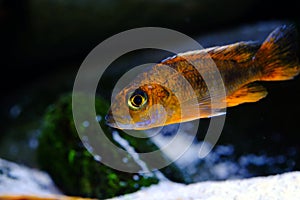 African Malawi cichlid aquarium fish freshwater