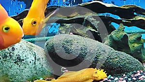African Malawian Cichlid, Parrot Fish in a Large Aquarium at Home. Fantastic Freshwater Fish.