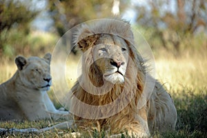 African Male Lion