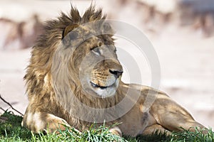 African male lion African wildlife lying on the grassy plains of the Serengeti, Tanzania, Africa