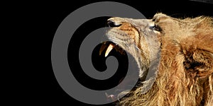 African male lion Baner , Panorama wildlife animal isolated