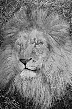 African male lion - Big Cat Sanctuary in black and white