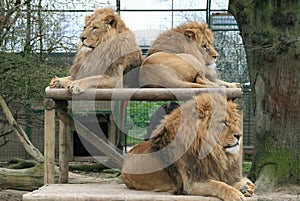 African male lion brothers - The Big Cat Sanctuary
