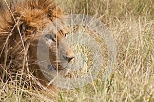 African male lion closeup