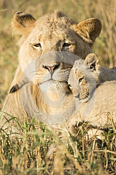 African Male Lion and Cub (Panthera leo) South Africa