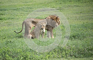 African male lion and female lioness African wildlife on the grassy plains of the Serengeti, Tanzania, Africa