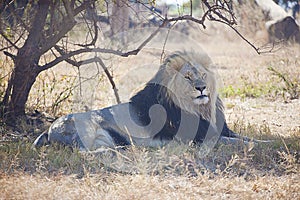 African Male Lion