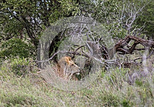 African male lion in natural habitat, wild nature, lies resting. Safari in South Africa savannah. Animals wildlife