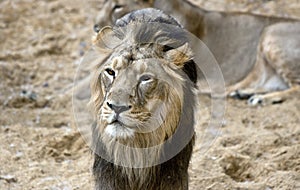 African male lion portrait