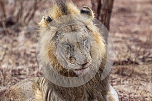 African Male Lion portrait in the Kruger Park South Africa