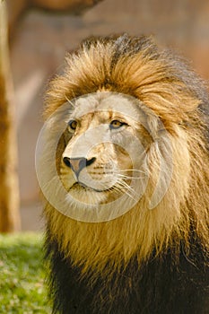 African Male Lion Portrait - posing for a head shot.