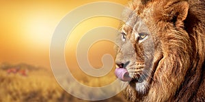 African male lion portrait , wildlife animal