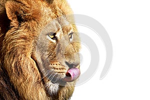 African male lion portrait , wildlife animal