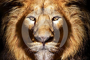 African male lion portrait , wildlife animal isolated.