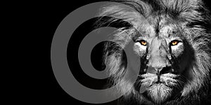 African male lion portrait , wildlife animal isolated.