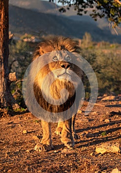 African male lion posing in the first morning light