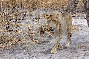 The African male lion in Thicket. Portrait.Panthera leo. Portrait