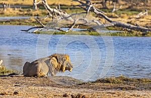 African Male Lion at the watering hole