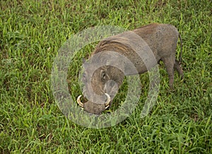 African male warthog boar with tusks and facial wattles Tanzania, Africa photo