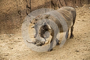 African male warthog called boars with tusks and large facial wattles in Tanzania