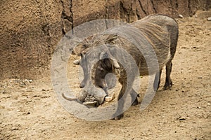 African male warthog called boars with tusks and large facial wattles in Tanzania photo