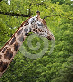 African mammal giraffe, the tallest animal.