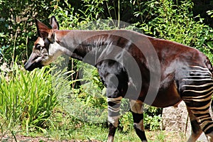 african mammal (okapi) in a zoo in mulhouse in alsace (france)