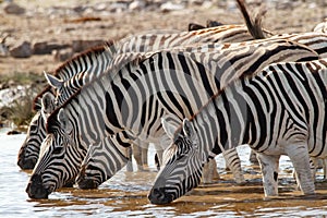 African mammal zebras deserts and nature in national parks