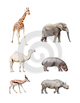 African mammals.