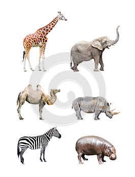 African mammals. photo