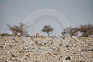 African maned lion lying on gravel plain in Etosha Namibia