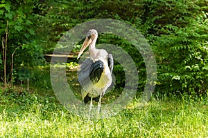 African Marabou Afrikanischer Marabu, Leptoptilos crumeniferus photo