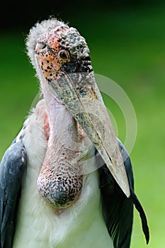 African marabou stork - (Leptoptilos crumeniferus)