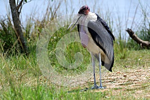 African marabou stork, Murchison Falls National Park, Uganda