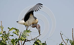 African marabou stork, Murchison Falls National Park, Uganda