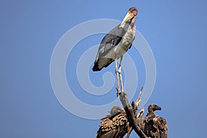 African Marabou waiting to feed on a Buffalo Carcass