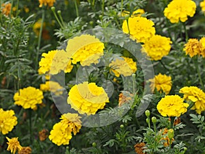 African marigold, American, Aztec, Big marigold Scientific name Tagetes erecta yellow flower blooming in garden