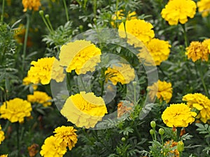 African marigold, American, Aztec, Big marigold Scientific name Tagetes erecta yellow flower blooming in garden nature background