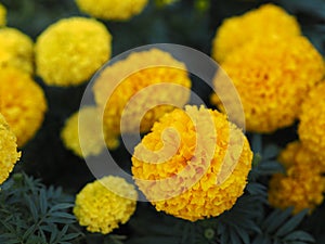 African marigold, American or Aztec marigolds flower Beautiful yellow color Flowers growing blooming in garden nature background