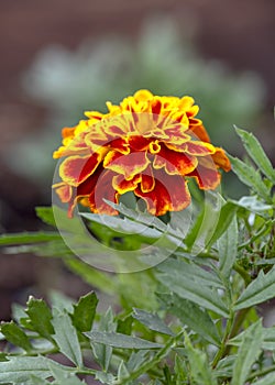 African marigold flower