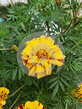 African marigold flower on the island of Flores