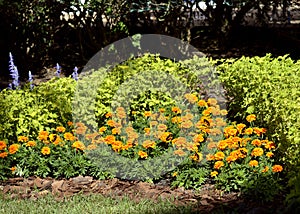 African marigold flowers with Banded Grecian Shoemakers