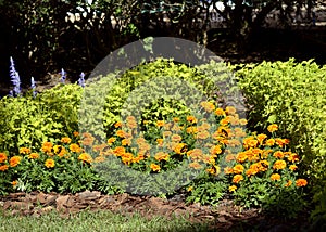 African marigold flowers with Banded Grecian Shoemakers photo