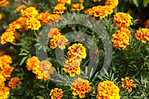 African Marigold in garden photo
