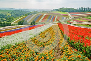 African Marigold, Salvia splendens blossom in rainbow lines in the famous and beautiful Panoramic Flower Gardens Shikisai-no-oka