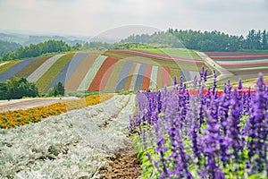 African Marigold, Salvia splendens blossom in rainbow lines in the famous and beautiful Panoramic Flower Gardens Shikisai-no-oka