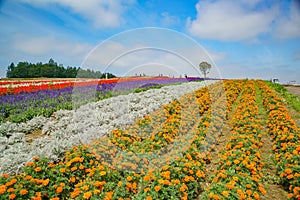 African Marigold, Salvia splendens blossom in rainbow lines in the famous and beautiful Panoramic Flower Gardens Shikisai-no-oka