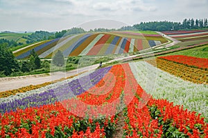 African Marigold, Salvia splendens blossom in rainbow lines in the famous and beautiful Panoramic Flower Gardens Shikisai-no-oka