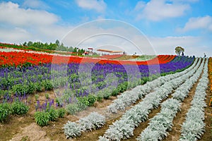 African Marigold, Salvia splendens blossom in rainbow lines in the famous and beautiful Panoramic Flower Gardens Shikisai-no-oka