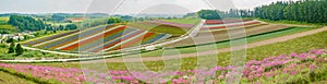 African Marigold, Salvia splendens blossom in rainbow lines in the famous and beautiful Panoramic Flower Gardens Shikisai-no-oka